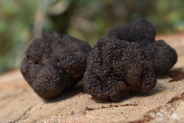 Mayorista de trufas